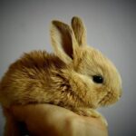 ツキを呼ぶうさぎ